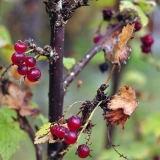 Pravilno hranjenje i rezidba ribizle u jesen